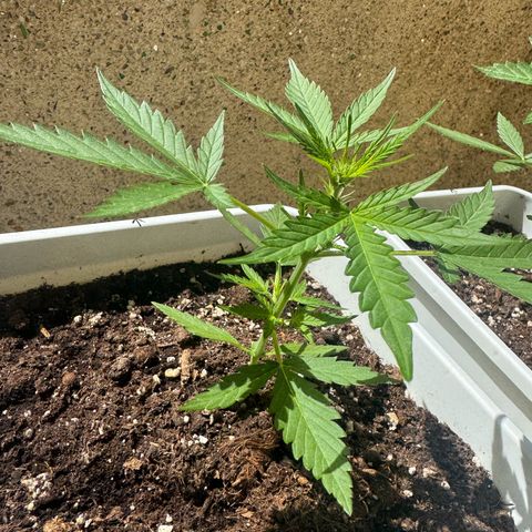 Dark Devil Auto growlog photo: Perfil.