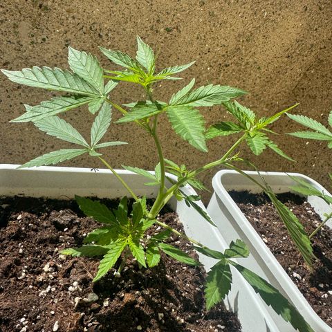Dark Devil Auto growlog photo: Perfil.