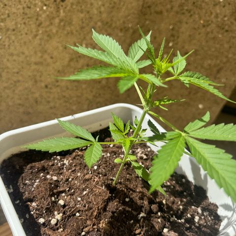 Dark Devil Auto growlog photo: Perfil.