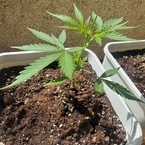 Dark Devil Auto growlog photo: Perfil.