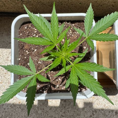 Dark Devil Auto growlog photo: Un día después de rociar con Aceite de Neem.