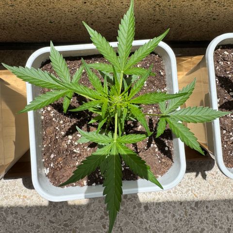 Dark Devil Auto growlog photo: Un día después de rociar con Aceite de Neem.
