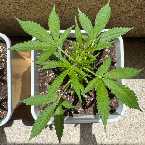 Dark Devil Auto growlog photo: Un día después de rociar con Aceite de Neem.