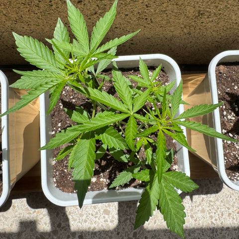 Dark Devil Auto growlog photo: Un día después de rociar con Aceite de Neem.