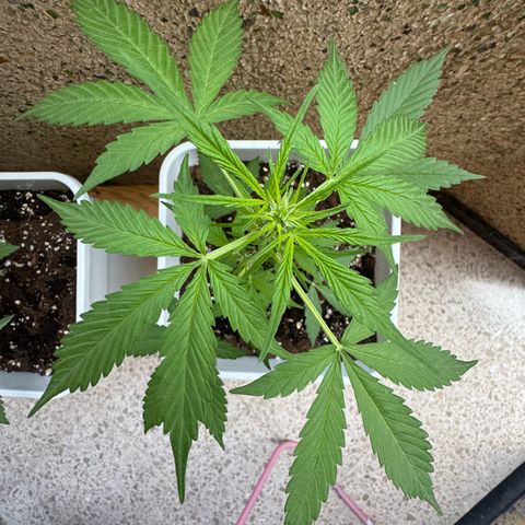 Dark Devil Auto growlog timeline photo