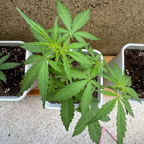 Dark Devil Auto growlog timeline photo
