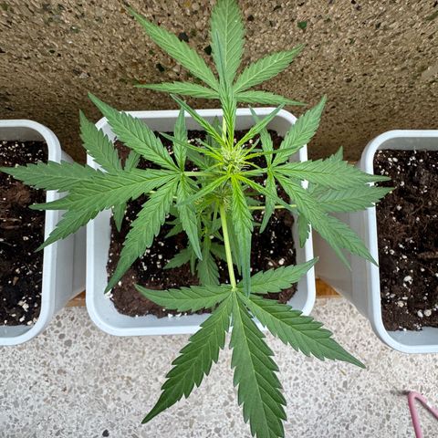 Dark Devil Auto growlog timeline photo