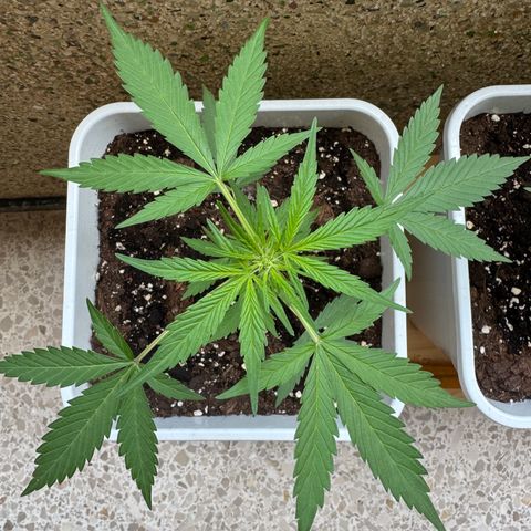 Dark Devil Auto growlog timeline photo