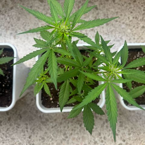Dark Devil Auto growlog timeline photo