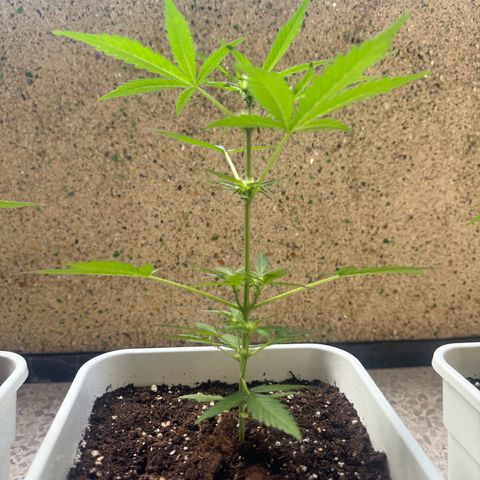 Dark Devil Auto growlog timeline photo