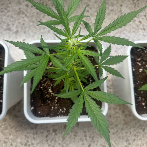 Dark Devil Auto growlog timeline photo