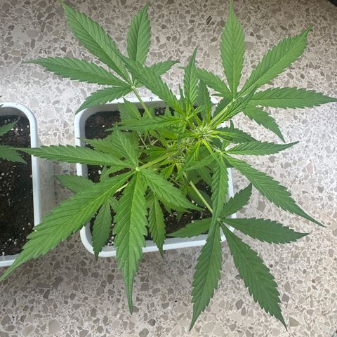 Dark Devil Auto growlog timeline photo