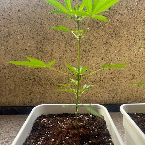 Dark Devil Auto growlog timeline photo
