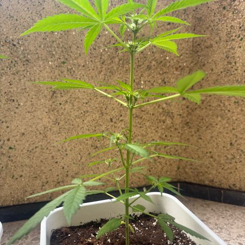 Dark Devil Auto growlog timeline photo