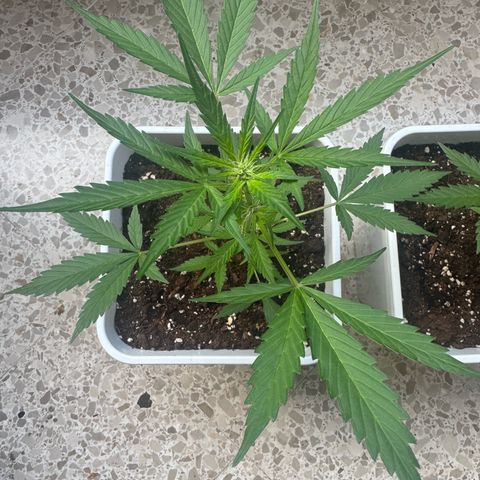 Dark Devil Auto growlog timeline photo