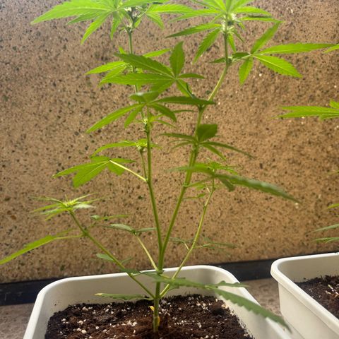 Dark Devil Auto growlog timeline photo
