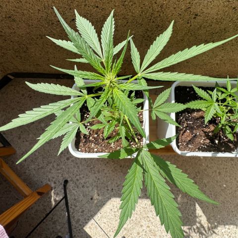 Dark Devil Auto growlog timeline photo