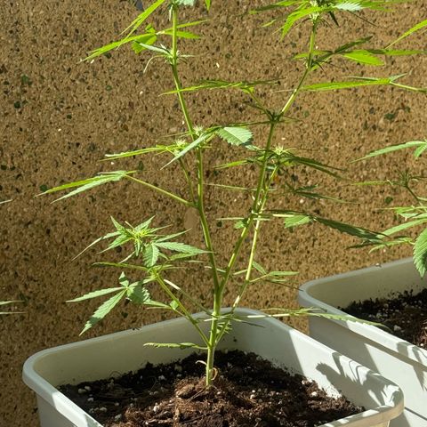Dark Devil Auto growlog timeline photo