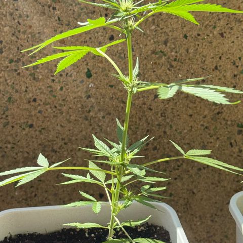 Dark Devil Auto growlog timeline photo