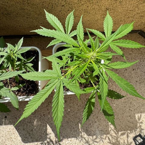 Dark Devil Auto growlog timeline photo