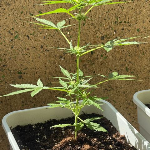 Dark Devil Auto growlog timeline photo