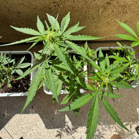 Dark Devil Auto growlog timeline photo