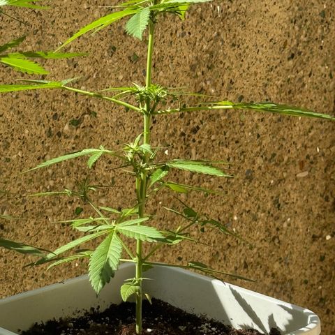 Dark Devil Auto growlog timeline photo