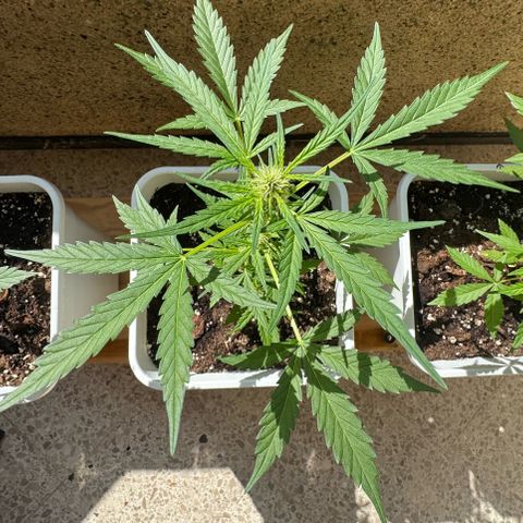 Dark Devil Auto growlog timeline photo