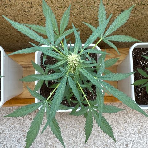 Dark Devil Auto growlog timeline photo