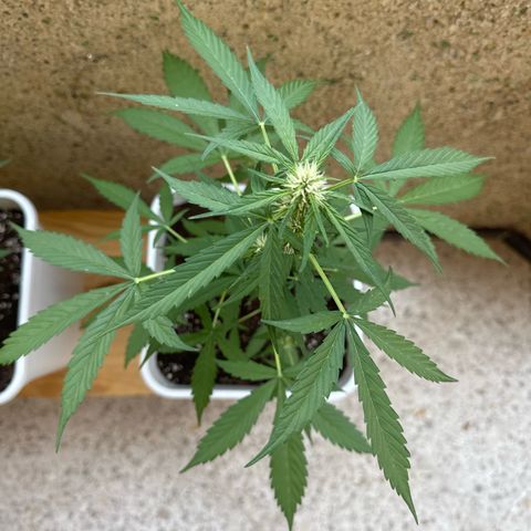 Dark Devil Auto growlog timeline photo