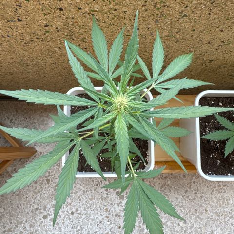 Dark Devil Auto growlog timeline photo