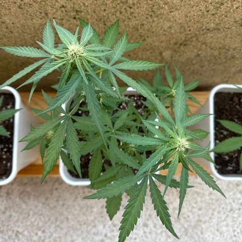 Dark Devil Auto growlog timeline photo