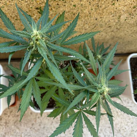 Dark Devil Auto growlog timeline photo