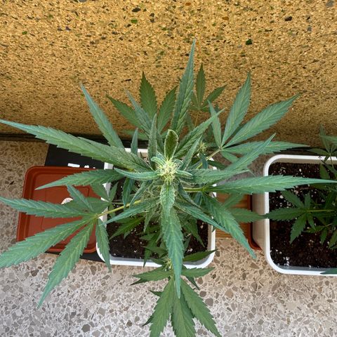 Dark Devil Auto growlog timeline photo