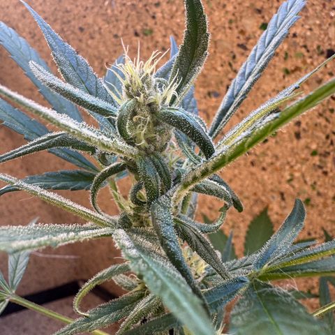 Dark Devil Auto growlog timeline photo