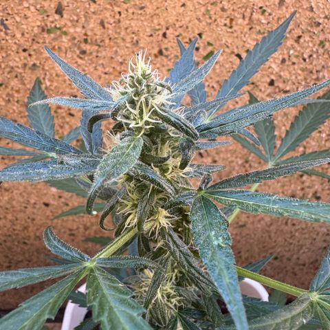 Dark Devil Auto growlog timeline photo