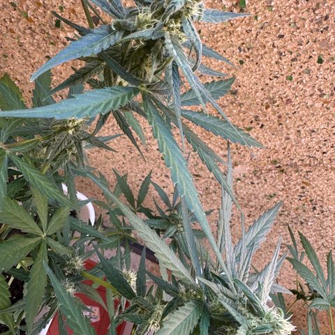 Dark Devil Auto growlog timeline photo