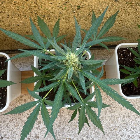 Dark Devil Auto growlog timeline photo