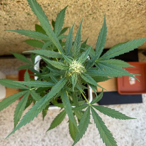 Dark Devil Auto growlog timeline photo