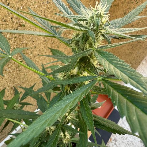 Dark Devil Auto growlog timeline photo
