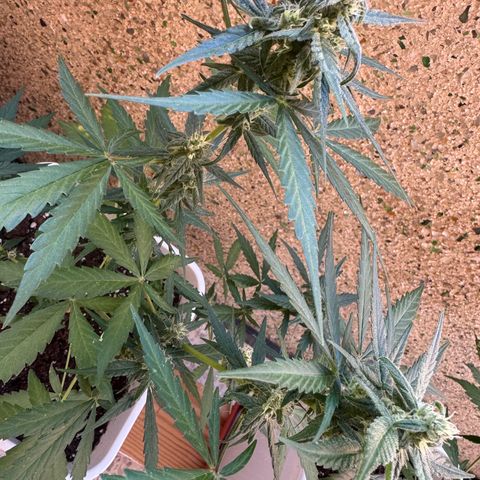 Dark Devil Auto growlog timeline photo