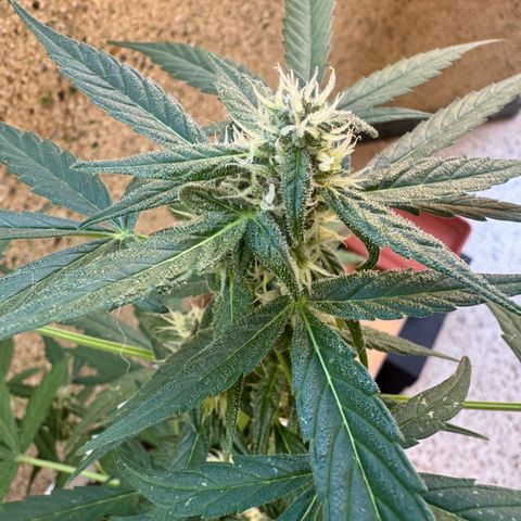 Dark Devil Auto growlog timeline photo