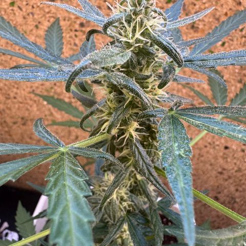 Dark Devil Auto growlog timeline photo