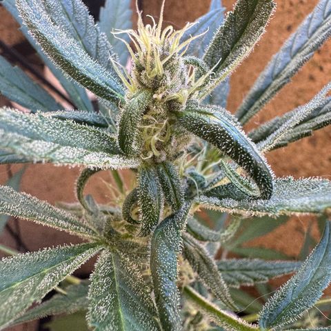 Dark Devil Auto growlog timeline photo