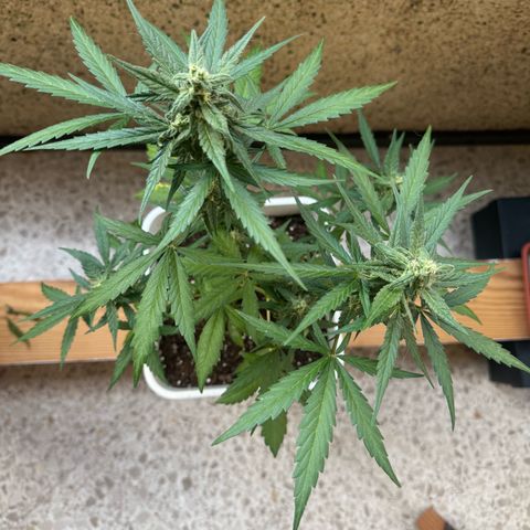 Dark Devil Auto growlog timeline photo