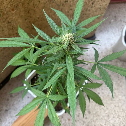 Dark Devil Auto growlog timeline photo