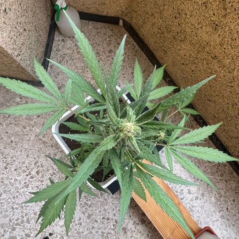 Dark Devil Auto growlog timeline photo