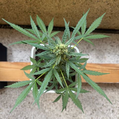 Dark Devil Auto growlog timeline photo
