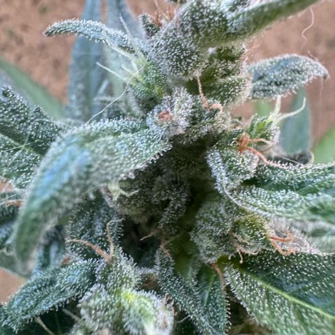 Dark Devil Auto growlog timeline photo