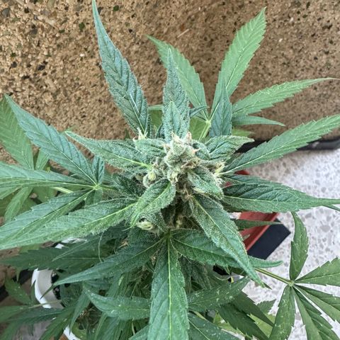 Dark Devil Auto growlog timeline photo